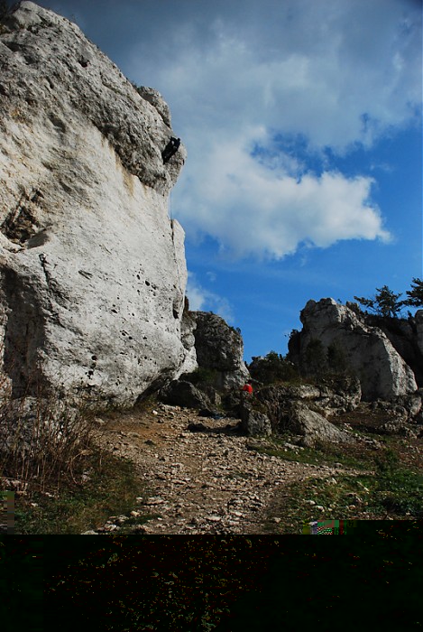 Podlesice po wycince